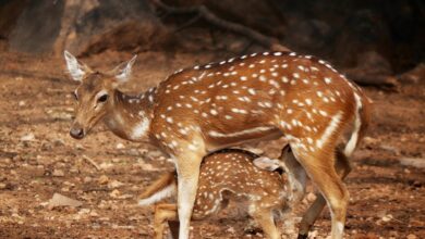 apex axis start fueling leadership