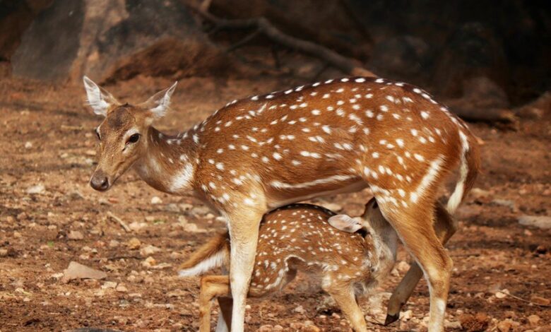 apex axis start fueling leadership