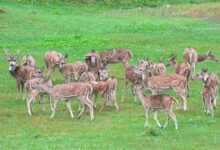 quantum axis start growth