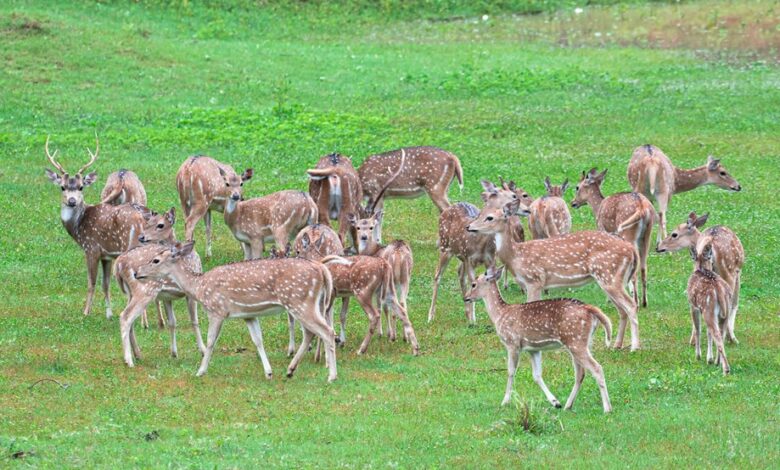 quantum axis start growth