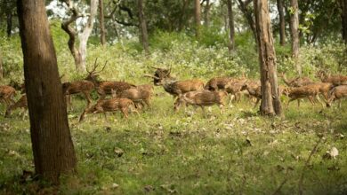 stellar axis accelerating change